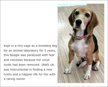 beagle-story